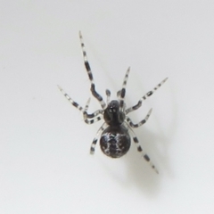 Theridiidae (family) (Comb-footed spider) at Fyshwick, ACT - 17 Mar 2022 by RobParnell