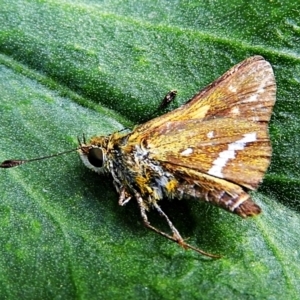 Taractrocera papyria at Crooked Corner, NSW - 15 Mar 2022