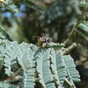 Myrmecia sp., pilosula-group at Jindabyne, NSW - 13 Mar 2022