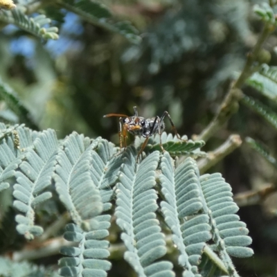 Myrmecia sp., pilosula-group (Jack jumper) at Jindabyne, NSW - 13 Mar 2022 by Birdy