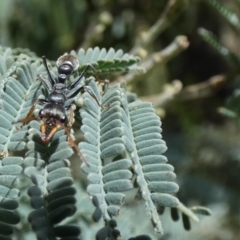 Myrmecia sp., pilosula-group at Jindabyne, NSW - 13 Mar 2022