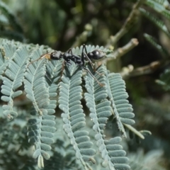 Myrmecia sp., pilosula-group at Jindabyne, NSW - 13 Mar 2022