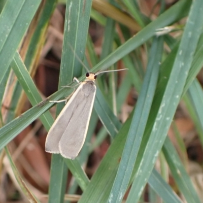 Palaeosia undescribed species at Murrumbateman, NSW - 17 Mar 2022 by SimoneC