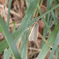 Palaeosia undescribed species at Murrumbateman, NSW - 17 Mar 2022 04:09 PM