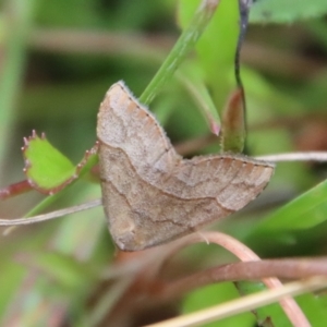 Meranda susialis at Mongarlowe, NSW - 17 Mar 2022