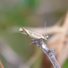 Thema chlorochyta (A Concealer moth) at Mongarlowe, NSW - 17 Mar 2022 by LisaH