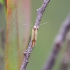Phauloplana illuta (Wingia Group) at Mongarlowe River - 17 Mar 2022 by LisaH