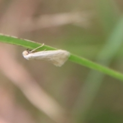 Scieropepla polyxesta at Mongarlowe, NSW - 17 Mar 2022 by LisaH