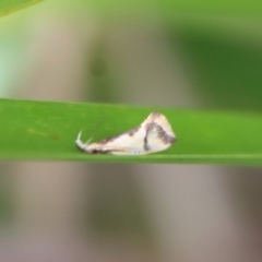 Thema chlorochyta (A Concealer moth) at Mongarlowe, NSW - 17 Mar 2022 by LisaH