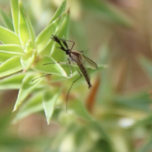 Culicidae (family) at Mongarlowe, NSW - 17 Mar 2022