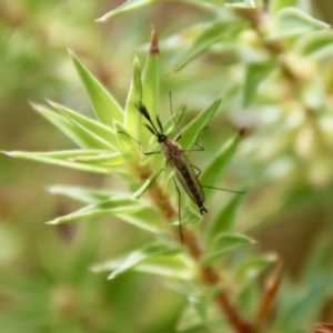 Culicidae (family) at Mongarlowe, NSW - 17 Mar 2022