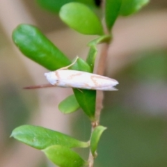 Oxythecta acceptella (Scat Moth) at Mongarlowe River - 17 Mar 2022 by LisaH