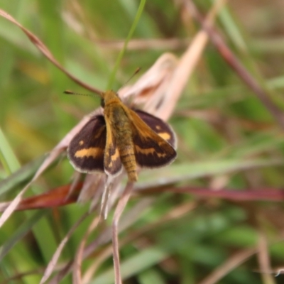 Taractrocera papyria (White-banded Grass-dart) at Mongarlowe River - 17 Mar 2022 by LisaH