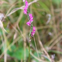 Spiranthes australis (Austral Ladies Tresses) at Mongarlowe, NSW - 17 Mar 2022 by LisaH