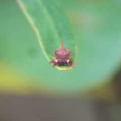 Sextius virescens (Acacia horned treehopper) at Mongarlowe River - 17 Mar 2022 by LisaH