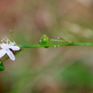 Caesia parviflora at Mongarlowe, NSW - 17 Mar 2022