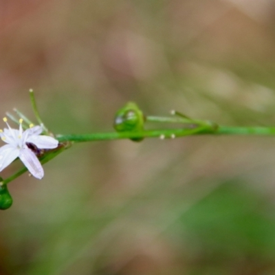 Caesia parviflora (Pale Grass-lily) at Mongarlowe, NSW - 17 Mar 2022 by LisaH