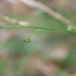 Caesia parviflora at Mongarlowe, NSW - 17 Mar 2022