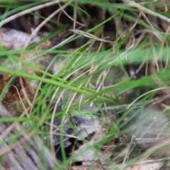 Caesia parviflora at Mongarlowe, NSW - 17 Mar 2022