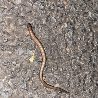 Saiphos equalis (Three-toed Skink) at Elderslie, NSW - 16 Mar 2022 by Tancan20