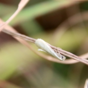 Tipanaea patulella at Mongarlowe, NSW - suppressed