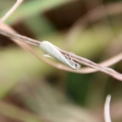 Tipanaea patulella at Mongarlowe, NSW - suppressed