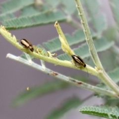 Monolepta froggatti (Leaf beetle) at Paddys River, ACT - 17 Mar 2022 by RodDeb