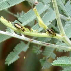 Monolepta froggatti at Paddys River, ACT - 17 Mar 2022 01:14 PM