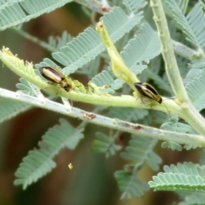 Monolepta froggatti at Paddys River, ACT - 17 Mar 2022 01:14 PM