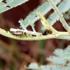 Monolepta froggatti at Paddys River, ACT - 17 Mar 2022 01:14 PM