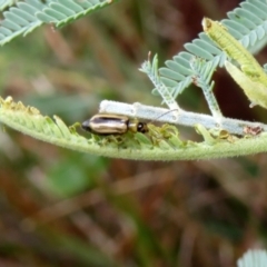 Monolepta froggatti at Paddys River, ACT - 17 Mar 2022