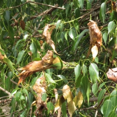 Dichocrocis clytusalis (Kurrajong Leaf-tier, Kurrajong Bag Moth) at Paddys River, ACT - 17 Mar 2022 by RodDeb