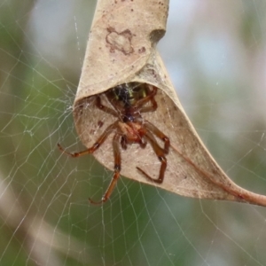 Phonognatha graeffei at Paddys River, ACT - 17 Mar 2022