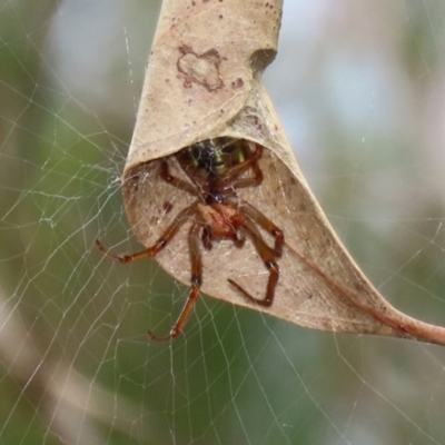 Phonognatha graeffei (Leaf Curling Spider) at Namadgi National Park - 17 Mar 2022 by RodDeb