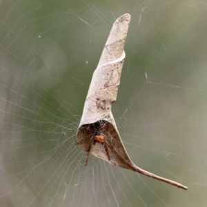 Phonognatha graeffei at Paddys River, ACT - 17 Mar 2022