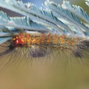 Orgyia anartoides at Stromlo, ACT - 13 Mar 2022