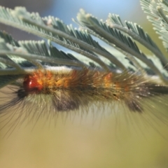 Orgyia anartoides at Stromlo, ACT - 13 Mar 2022