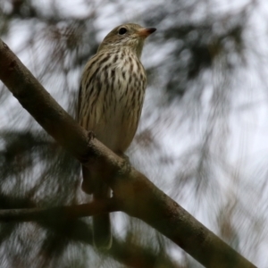 Pachycephala rufiventris at Paddys River, ACT - 17 Mar 2022