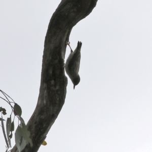 Daphoenositta chrysoptera at Paddys River, ACT - 17 Mar 2022