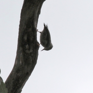 Daphoenositta chrysoptera at Paddys River, ACT - 17 Mar 2022