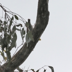 Daphoenositta chrysoptera at Paddys River, ACT - 17 Mar 2022 01:02 PM