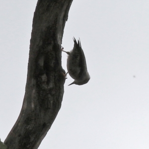 Daphoenositta chrysoptera at Paddys River, ACT - 17 Mar 2022 01:02 PM