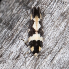 Macrobathra (genus) (A cosmet moth) at Melba, ACT - 15 Jan 2022 by kasiaaus