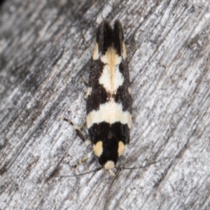 Macrobathra (genus) at Melba, ACT - 15 Jan 2022 11:23 PM