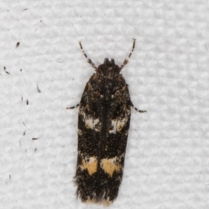 Ardozyga acroleuca at Melba, ACT - 15 Jan 2022 11:26 PM