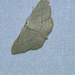 Scopula optivata (Varied Wave) at Jerrabomberra, NSW - 17 Mar 2022 by Steve_Bok