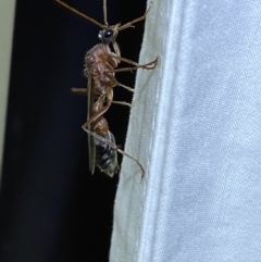 Myrmecia sp. (genus) at Jerrabomberra, NSW - 17 Mar 2022