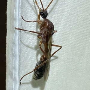 Myrmecia sp. (genus) at Jerrabomberra, NSW - 17 Mar 2022