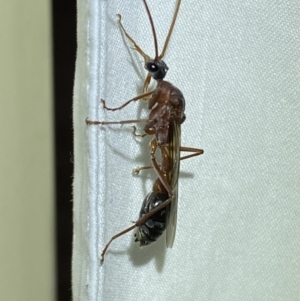 Myrmecia nigriceps at Jerrabomberra, NSW - suppressed