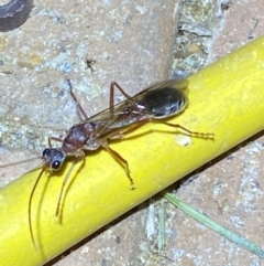 Myrmecia nigriceps at Jerrabomberra, NSW - suppressed